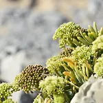 Villa Casa Dos Cogumelos - Retiro Exclusivo A Beira Mar