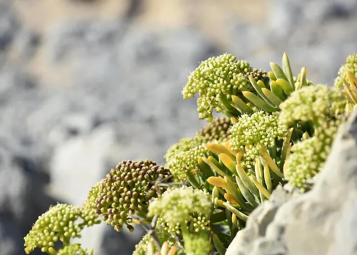 别墅 Casa Dos Cogumelos - Retiro Exclusivo A Beira Mar